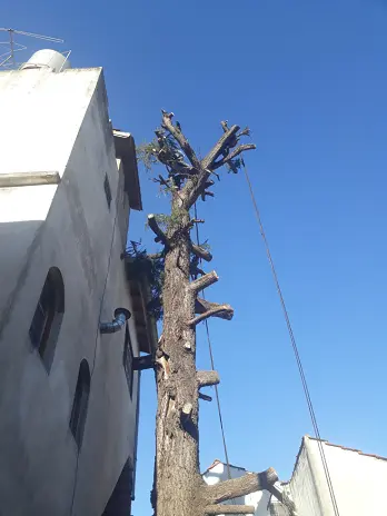 Servicio de Poda de Árboles en Buenos Aires - imagen 1