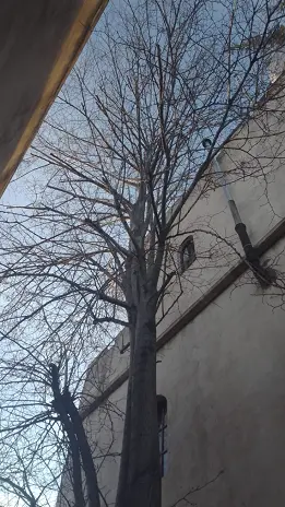 Servicio de Poda de Árboles en Buenos Aires - imagen 3