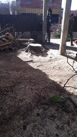 Servicio de Poda de Árboles en Buenos Aires - imagen 7