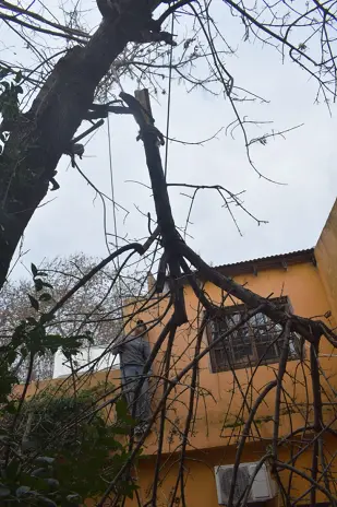 Poda de Altura en San Martín, Buenos Aires: Dos Árboles de Gran Porte - imagen 2