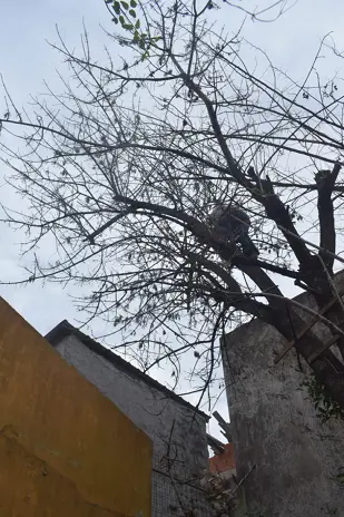 Poda de Altura en San Martín, Buenos Aires: Dos Árboles de Gran Porte - imagen 3