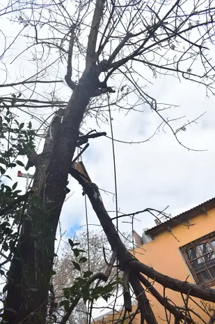 Poda de Altura en San Martín, Buenos Aires: Dos Árboles de Gran Porte - imagen 10