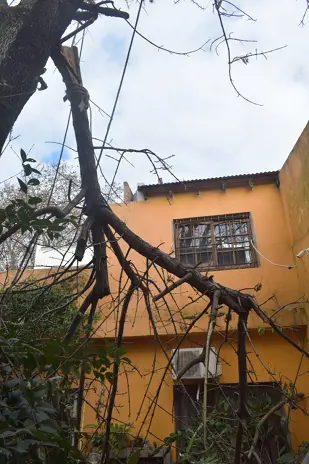 Poda de Altura en San Martín, Buenos Aires: Dos Árboles de Gran Porte - imagen 11