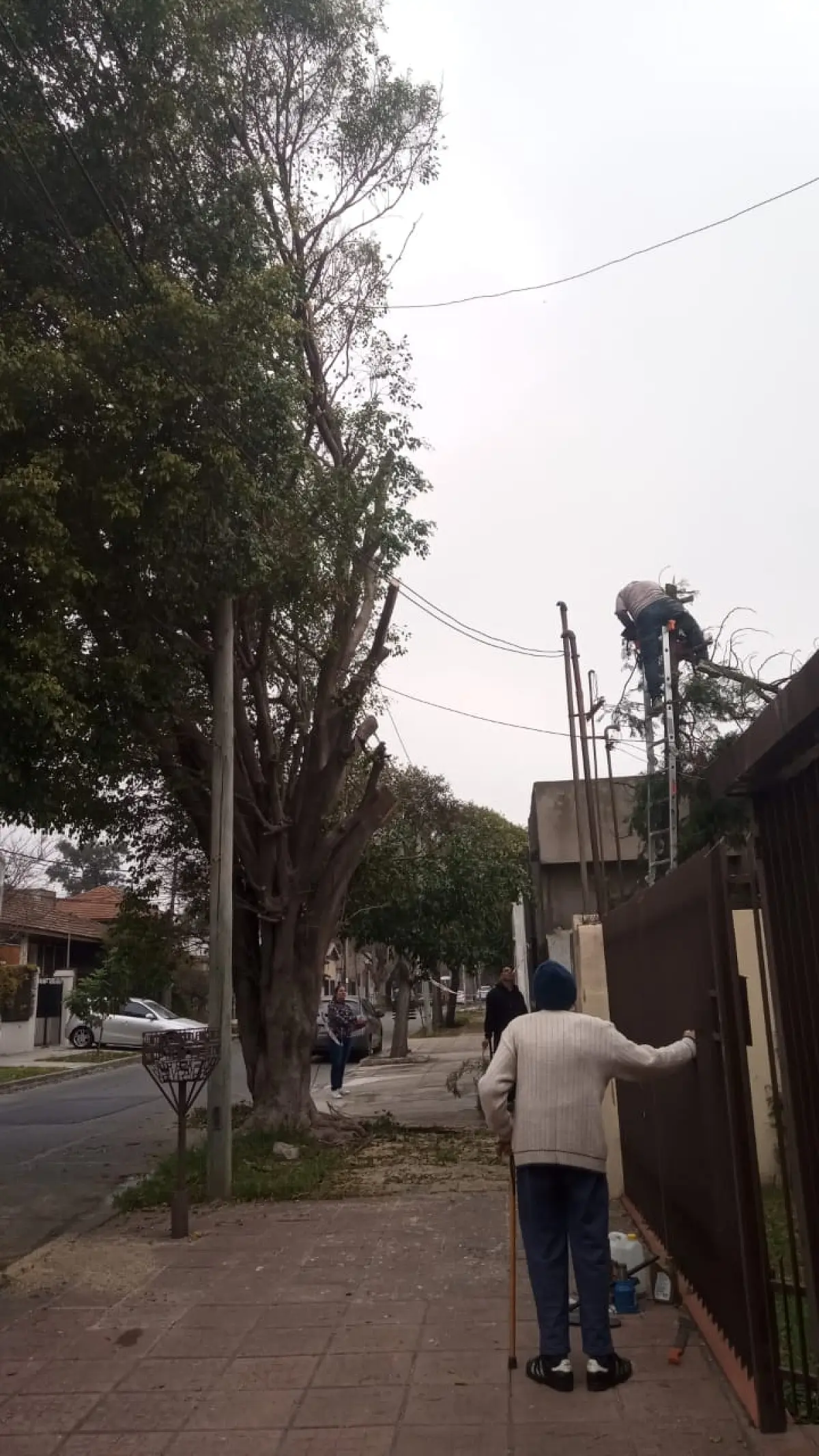 Poda de Altura en San Martín, Buenos Aires: Árbol de Gran Porte