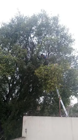 Poda de Altura en San Martín, Buenos Aires: Árbol de Gran Porte - imagen 2