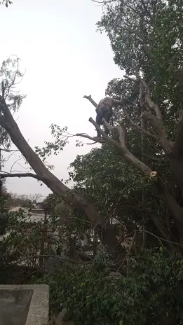 Poda de Altura en San Martín, Buenos Aires: Árbol de Gran Porte - imagen 7