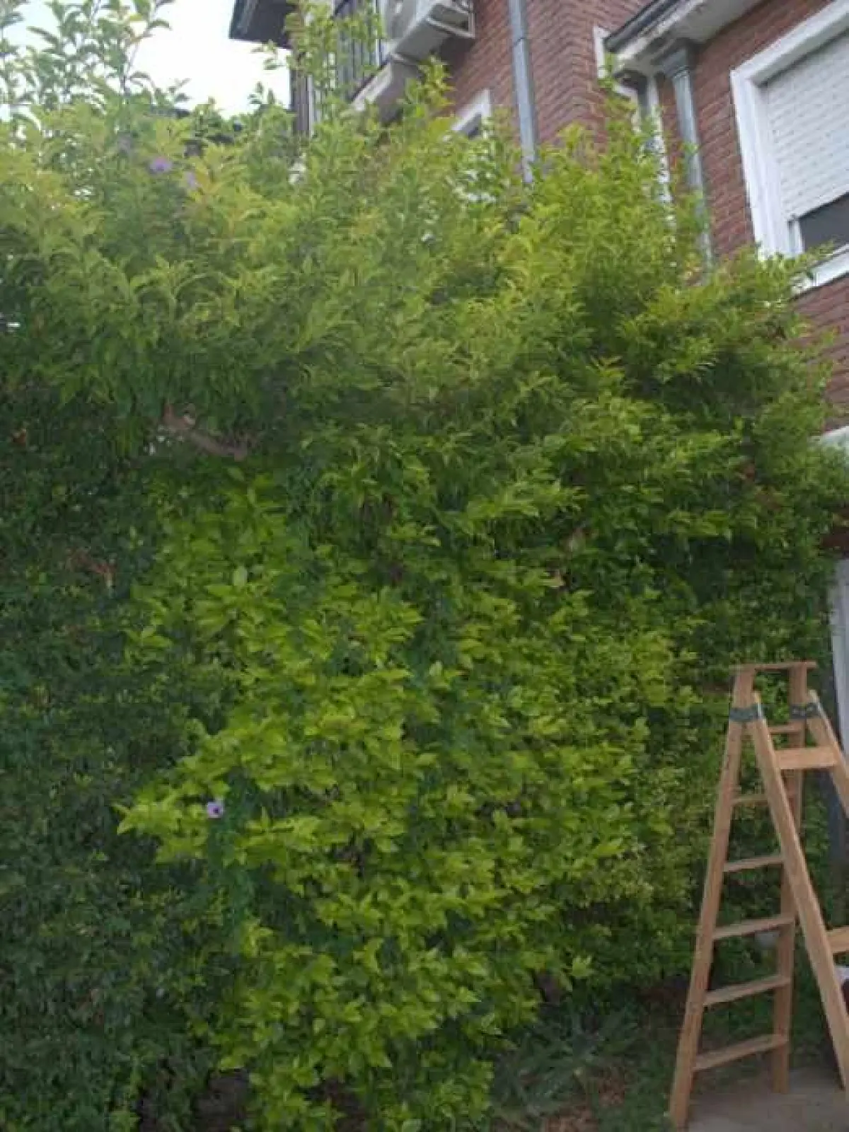 Servicio de Jardinería en Beccar