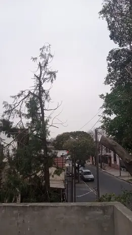 Poda de Altura en San Martín, Buenos Aires: Árbol de Gran Porte - imagen 8