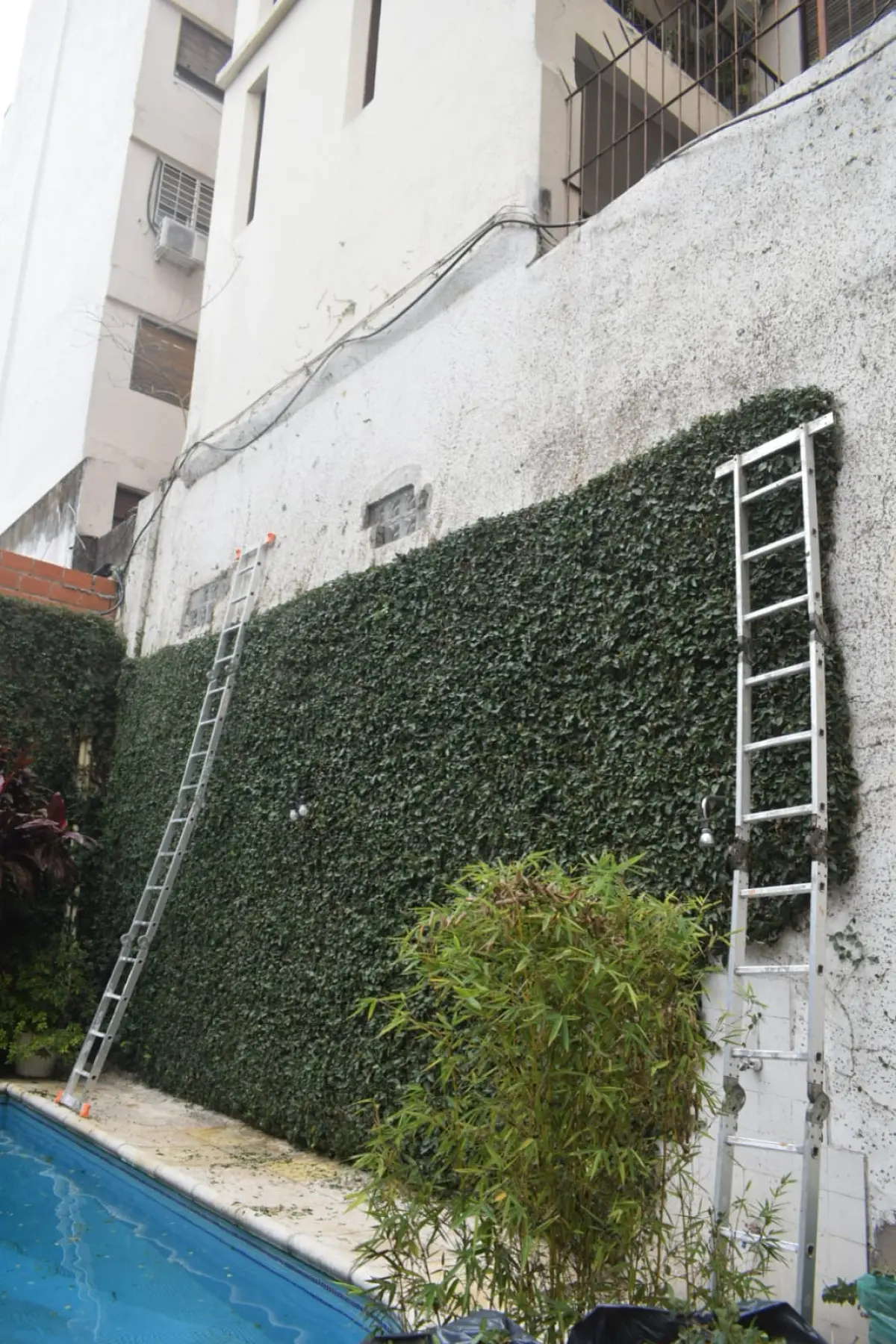 Corte de Enredadera y Mantenimiento de Jardín en un Consorcio de Parque Chacabuco