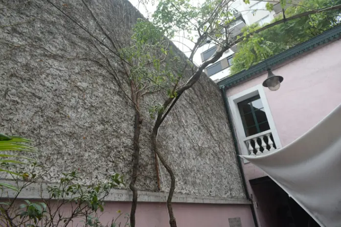 Poda de Enredadera y Mantenimiento de Patio en una Vivienda de Abasto - imagen 2