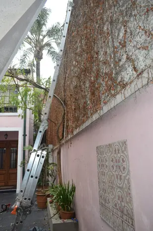 Poda de Enredadera y Mantenimiento de Patio en una Vivienda de Abasto - imagen 3