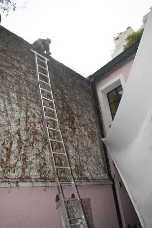 Poda de Enredadera y Mantenimiento de Patio en una Vivienda de Abasto - imagen 7