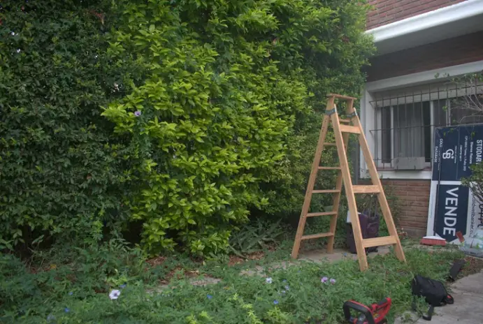 Servicio de Jardinería en Beccar - imagen 1