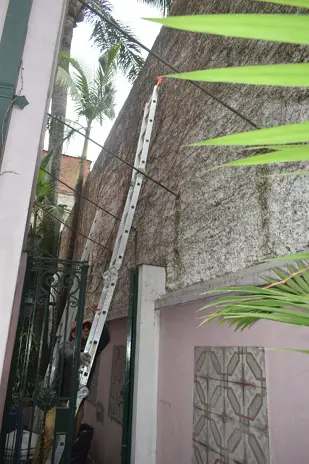 Poda de Enredadera y Mantenimiento de Patio en una Vivienda de Abasto
