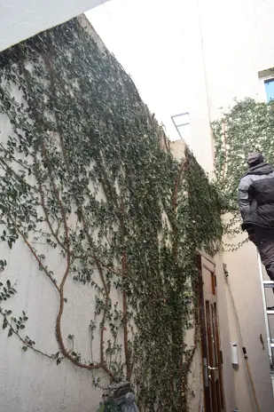 Poda de Enredadera y Mantenimiento de Patio en una Vivienda de Villa del Parque