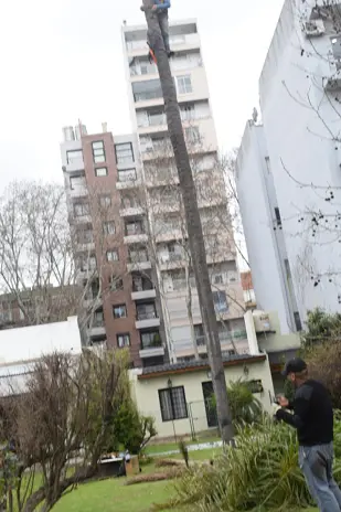 Retiro de Palmera en el Patio de una Vivienda en San Martín - imagen 1
