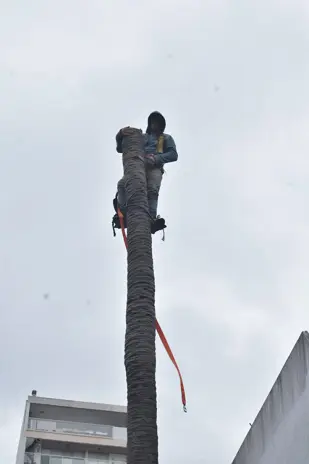 Retiro de Palmera en el Patio de una Vivienda en San Martín - imagen 2