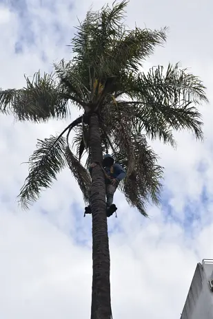 Retiro de Palmera en el Patio de una Vivienda en San Martín - imagen 3