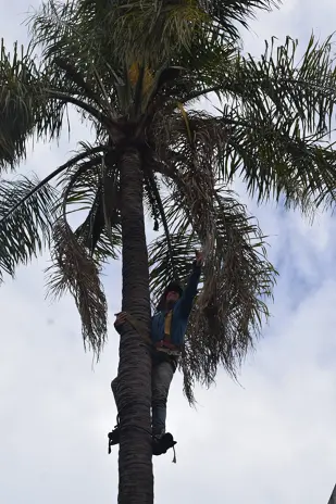 Retiro de Palmera en el Patio de una Vivienda en San Martín - imagen 7