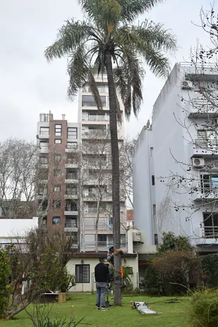 Retiro de Palmera en el Patio de una Vivienda en San Martín - imagen 9