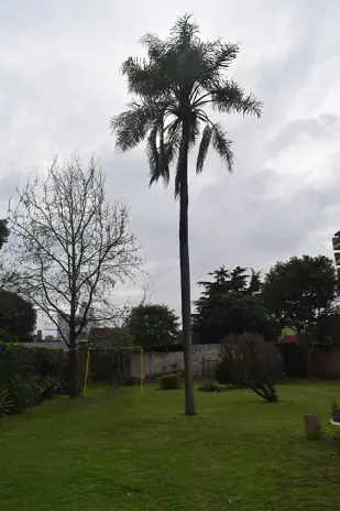 Retiro de Palmera en el Patio de una Vivienda en San Martín - imagen 10