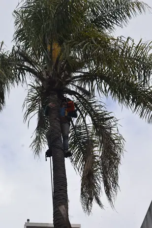 Retiro de Palmera en el Patio de una Vivienda en San Martín - imagen 13
