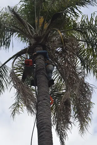 Retiro de Palmera en el Patio de una Vivienda en San Martín - imagen 14