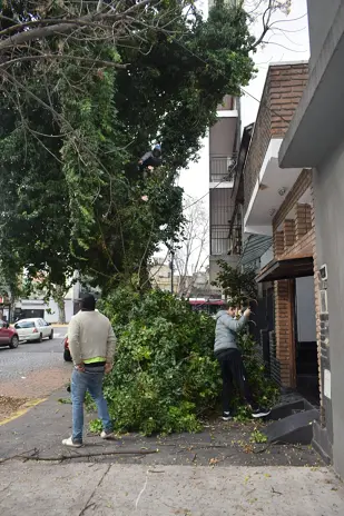 Poda de Árbol Grande en una Vivienda de Villa Mitre, CABA - imagen 1