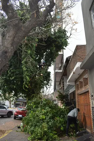 Poda de Árbol Grande en una Vivienda de Villa Mitre, CABA - imagen 2