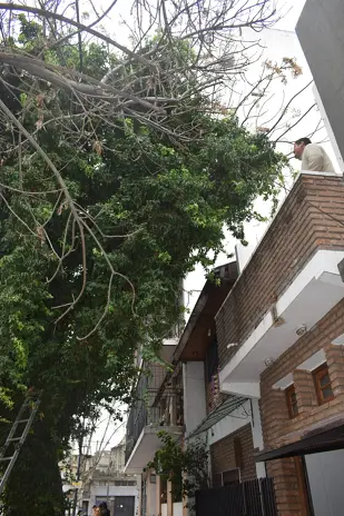 Poda de Árbol Grande en una Vivienda de Villa Mitre, CABA - imagen 3