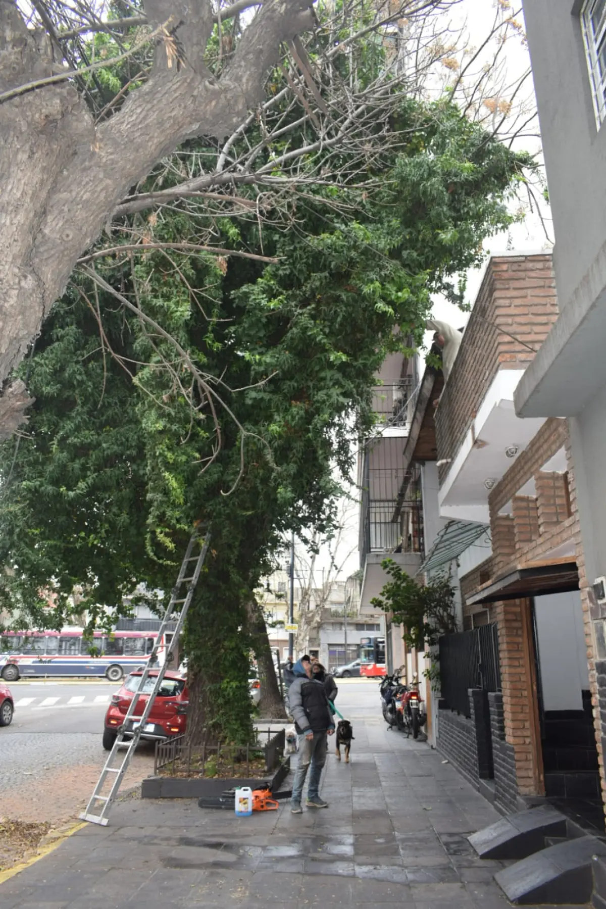 Poda de Árbol Grande en una Vivienda de Villa Mitre, CABA