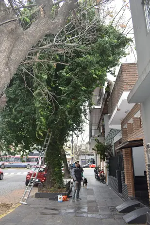 Poda de Árbol Grande en una Vivienda de Villa Mitre, CABA