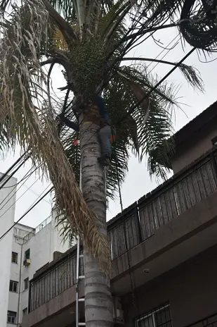 Poda de Árbol y Mantenimiento de Palmera en un Jardín de Villa Mitre - imagen 1