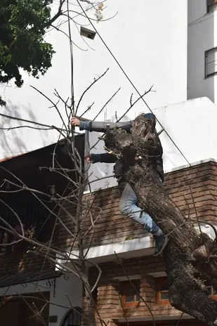 Poda de Árbol y Mantenimiento de Palmera en un Jardín de Villa Mitre - imagen 2