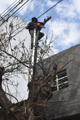 Poda de Árbol y Mantenimiento de Palmera en un Jardín de Villa Mitre - imagen 3