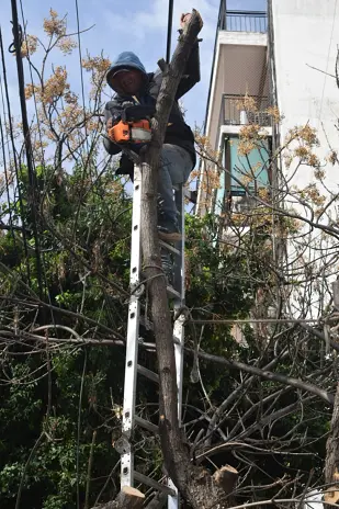 Poda de Árbol y Mantenimiento de Palmera en un Jardín de Villa Mitre - imagen 7