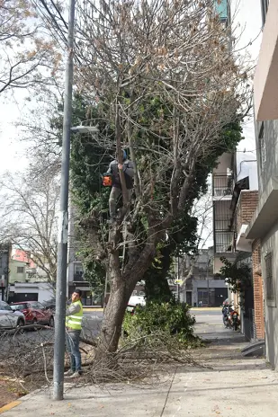 Poda de Árbol y Mantenimiento de Palmera en un Jardín de Villa Mitre - imagen 8