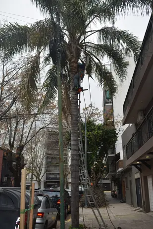 Poda de Árbol y Mantenimiento de Palmera en un Jardín de Villa Mitre - imagen 9