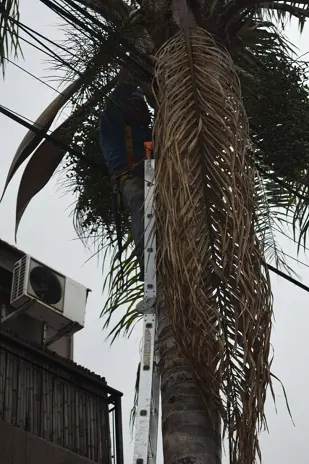 Poda de Árbol y Mantenimiento de Palmera en un Jardín de Villa Mitre - imagen 10