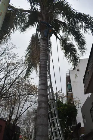 Poda de Árbol y Mantenimiento de Palmera en un Jardín de Villa Mitre - imagen 11