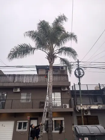 Poda de Árbol y Mantenimiento de Palmera en un Jardín de Villa Mitre - imagen 12