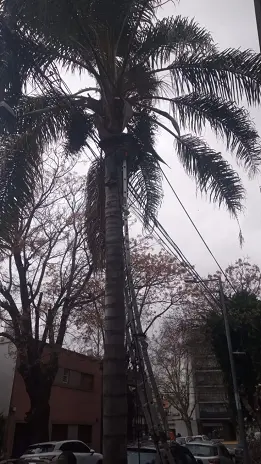 Poda de Árbol y Mantenimiento de Palmera en un Jardín de Villa Mitre