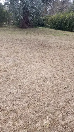 Desmalezado y Limpieza de Jardín en Maschwitz - imagen 1