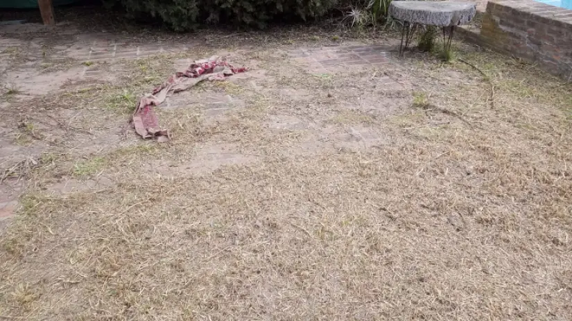 Desmalezado y Limpieza de Jardín en Maschwitz - imagen 2