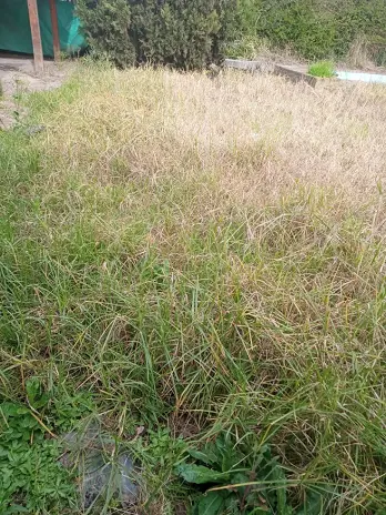 Desmalezado y Limpieza de Jardín en Maschwitz - imagen 12
