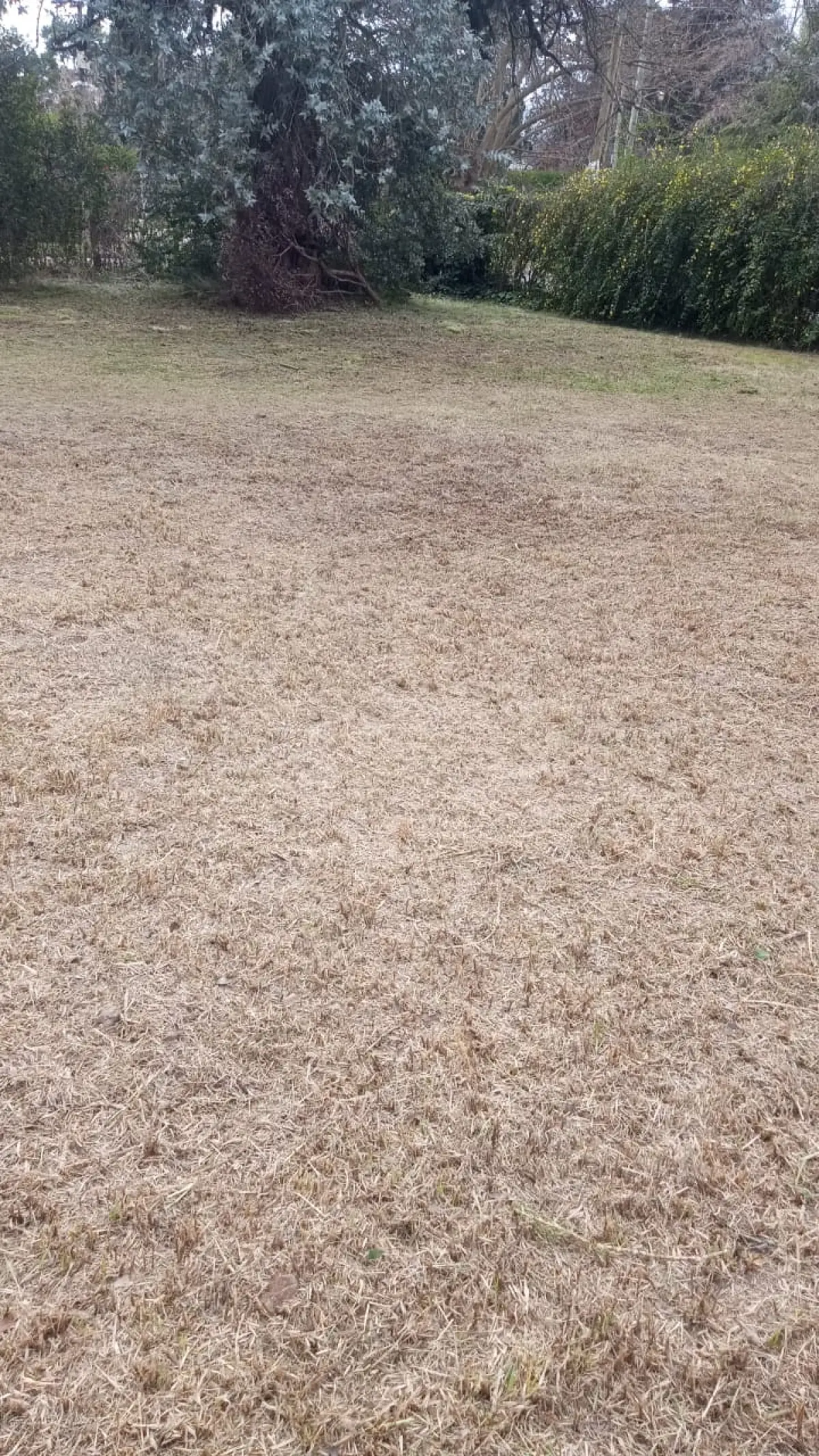 Desmalezado y Limpieza de Jardín en Maschwitz