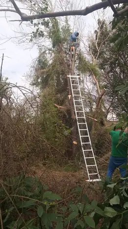 Poda y Reducción de Altura de 3 Árboles en Caseros - imagen 2