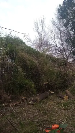 Poda y Reducción de Altura de 3 Árboles en Caseros - imagen 3