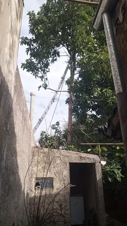 Poda y Reducción de Altura de 3 Árboles en Caseros - imagen 7