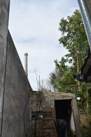 Poda y Reducción de Altura de 3 Árboles en Caseros - imagen 8